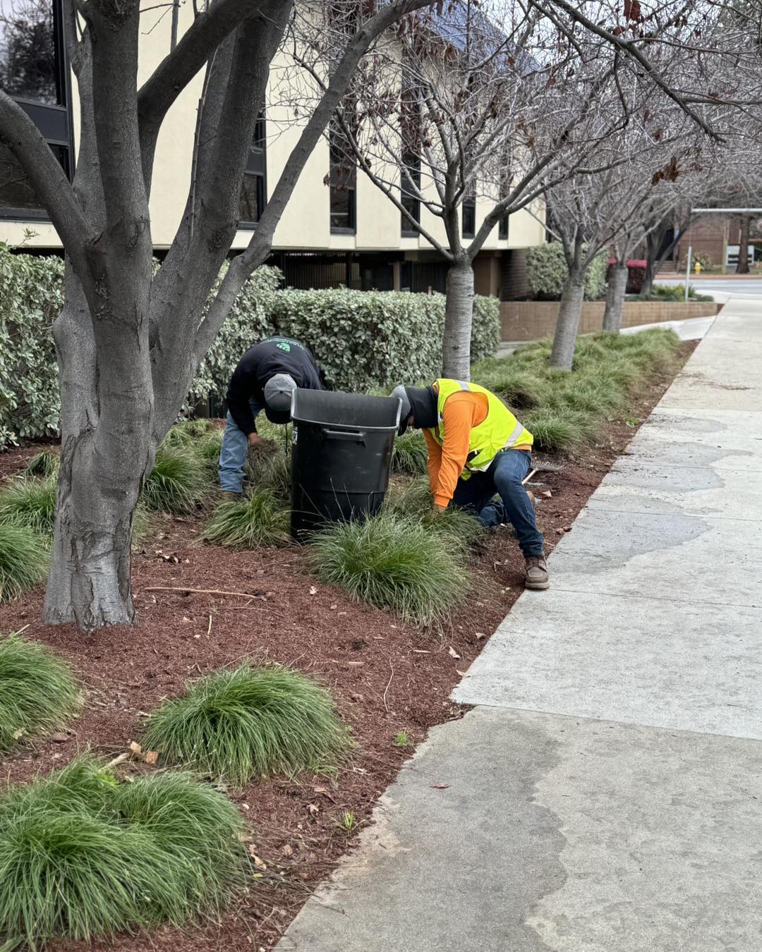 Commercial Landscape Maintenance